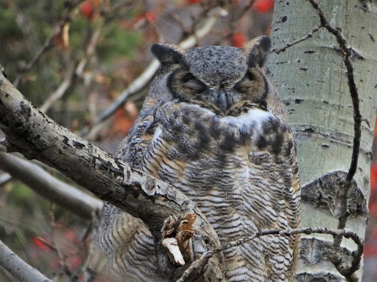 Great Horned Owl - ML383463971