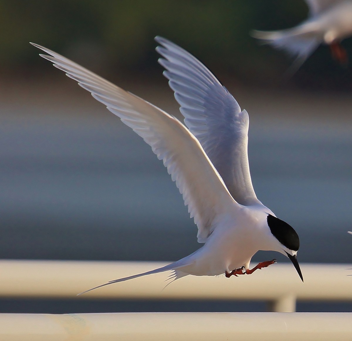 White-fronted Tern - ML38346451