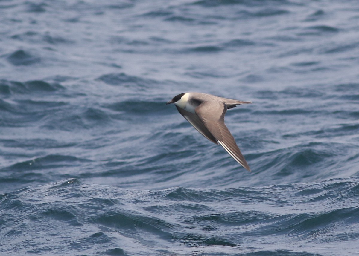 Long-tailed Jaeger - ML383466201