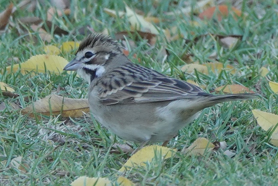 Lark Sparrow - John Fields