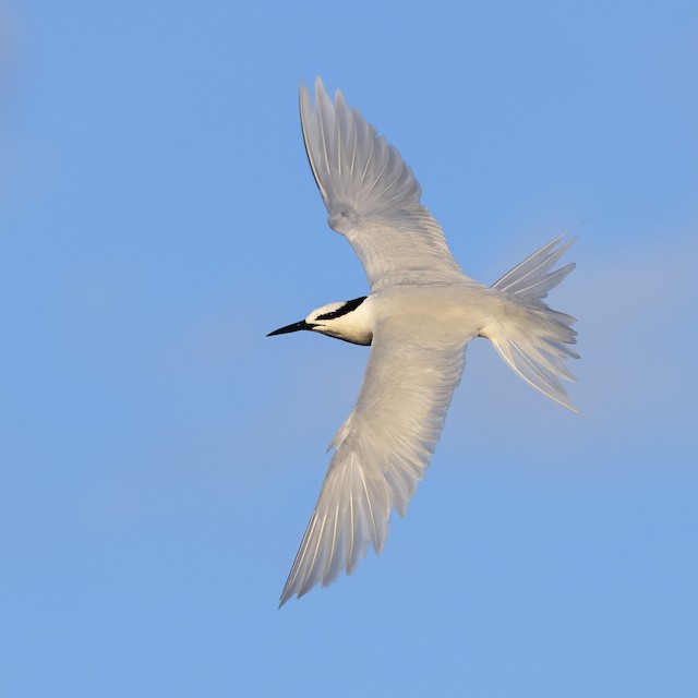 蒼燕鷗 Ebird