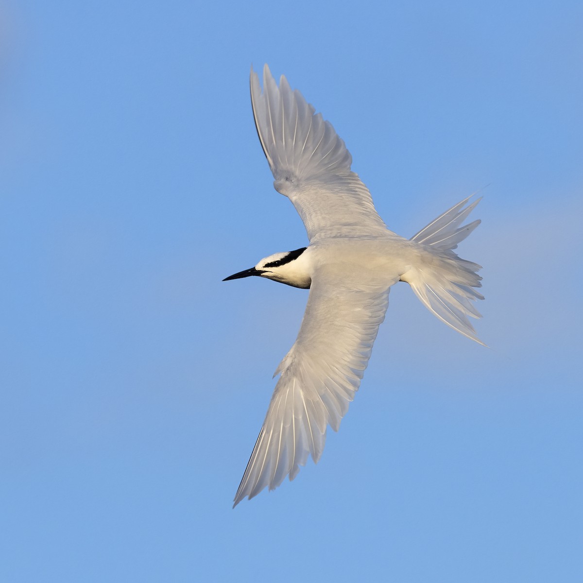 Black-naped Tern - Alexander Babych