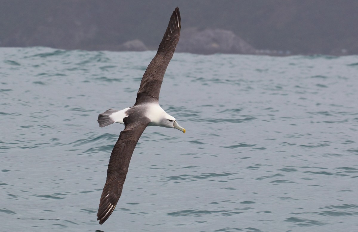 White-capped Albatross - ML38347151