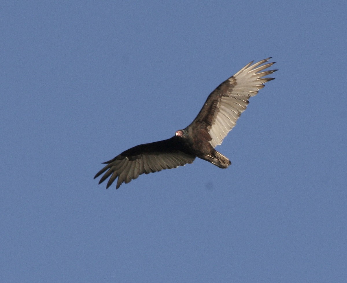 Turkey Vulture - ML38348021