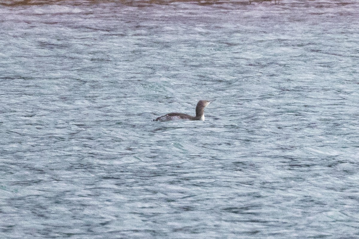 Red-throated Loon - ML383481461