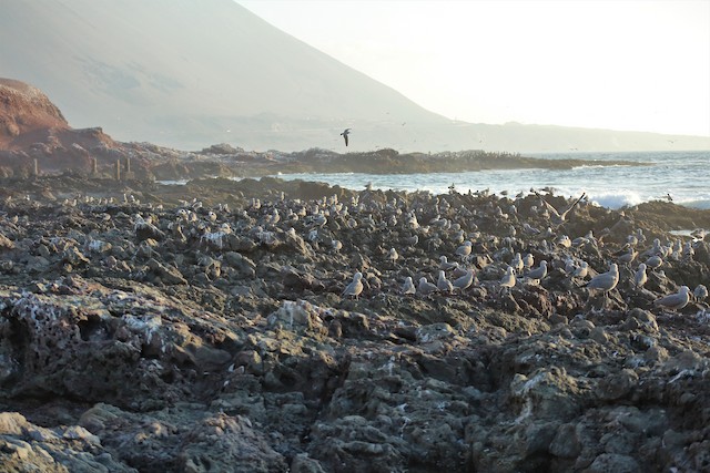 Foraging habitat; Tarapacá, Chile. - Gray Gull - 