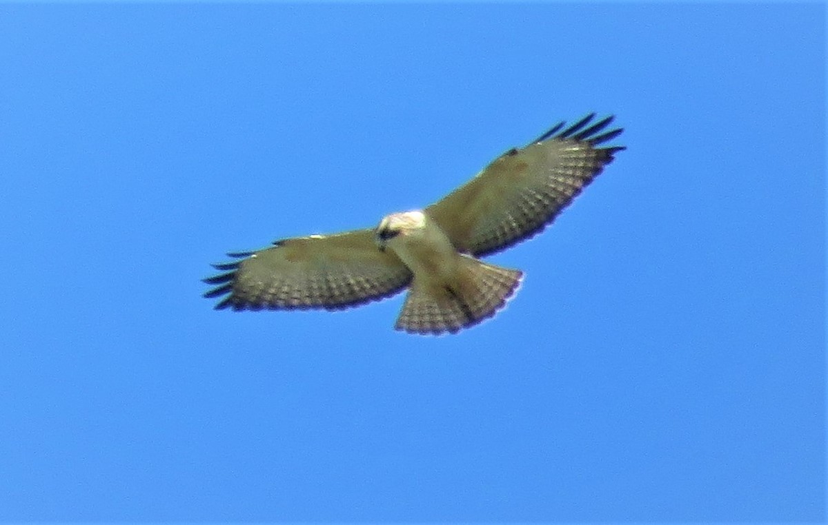 Short-tailed Hawk - Patrick O'Driscoll
