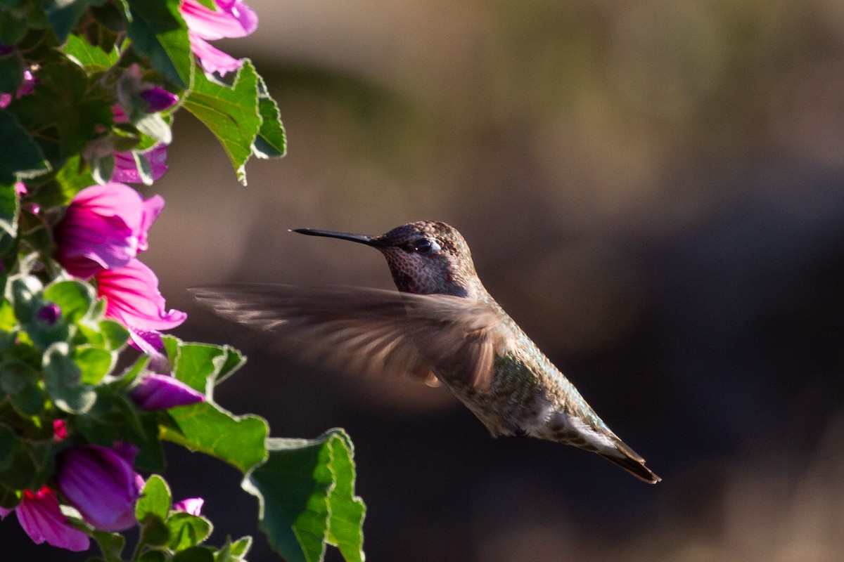 Anna's Hummingbird - ML383495271