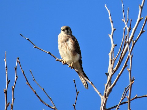 American Kestrel - Lena Hayashi