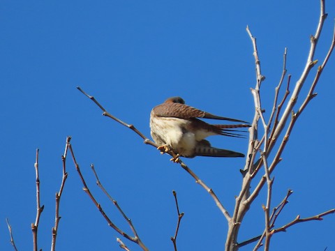 American Kestrel - Lena Hayashi