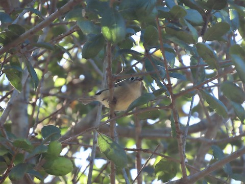 Ruby-crowned Kinglet - Lena Hayashi