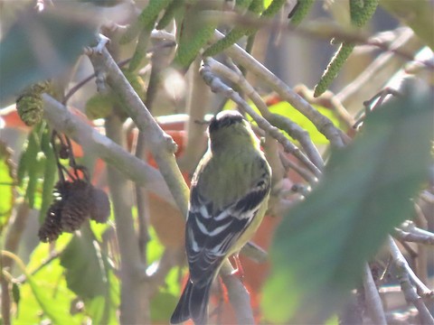 Lesser Goldfinch - Lena Hayashi