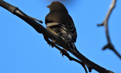 American Goldfinch - Lena Hayashi