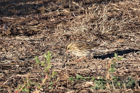 Savannah Sparrow (Savannah) - Lena Hayashi