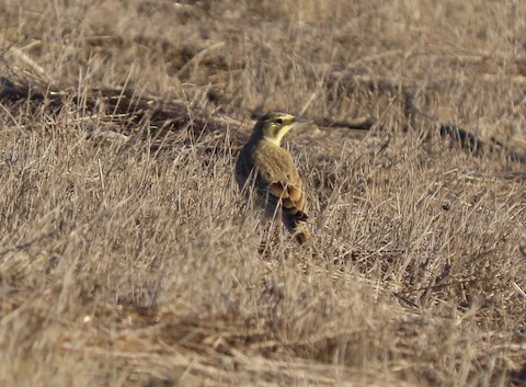 Horned Lark - Lena Hayashi