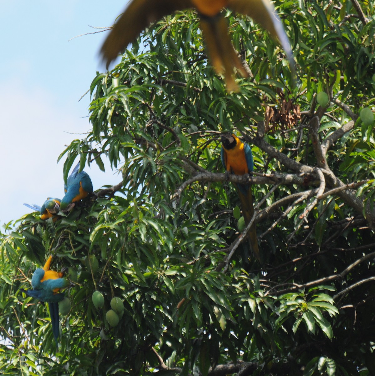 Blue-and-yellow Macaw - ML383499121