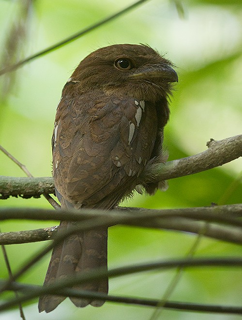 Gould's Frogmouth - ML383499241