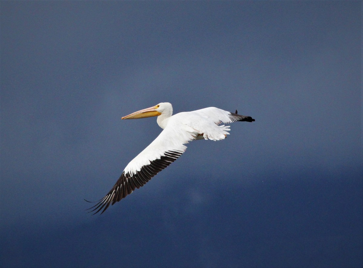American White Pelican - Nels Nelson