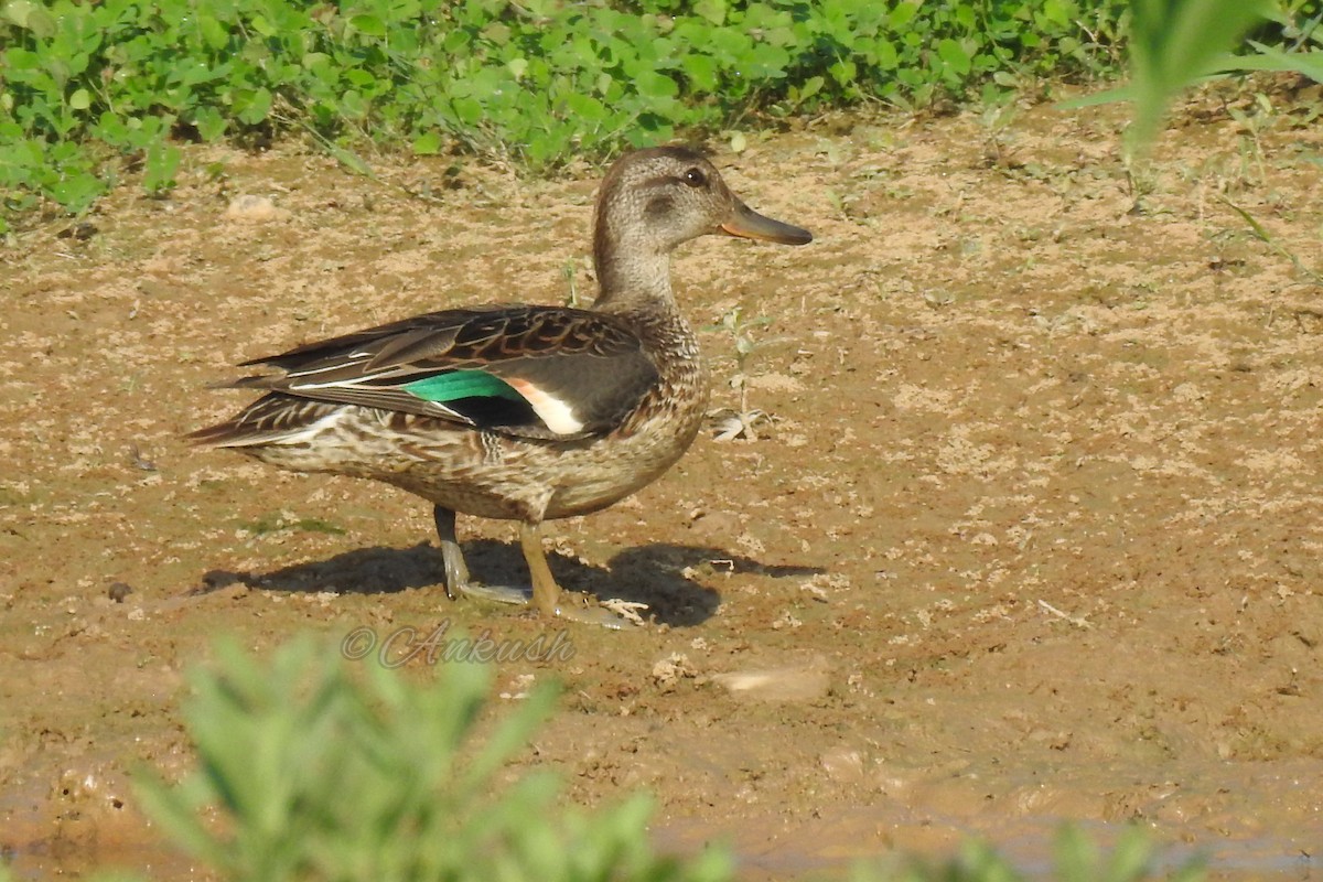 Indian Spot-billed Duck - ML383504841