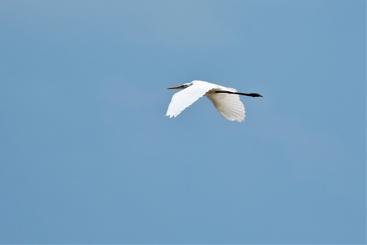 Great Egret (modesta) - ML383505461