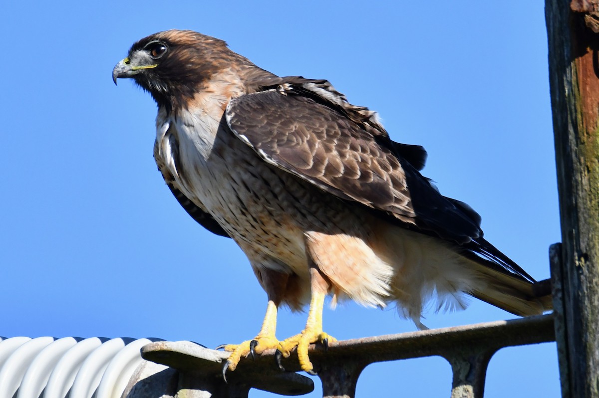 Red-tailed Hawk - ML383506221