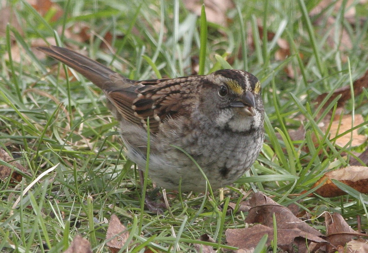 White-throated Sparrow - Jean Laperrière COHL