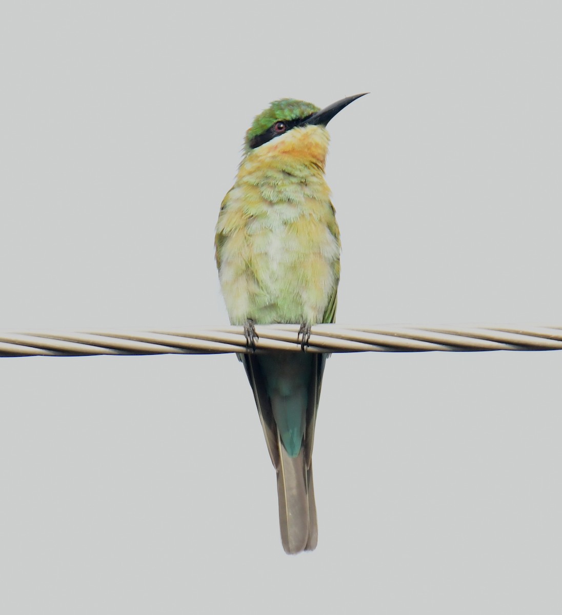 Blue-tailed Bee-eater - ML383511781