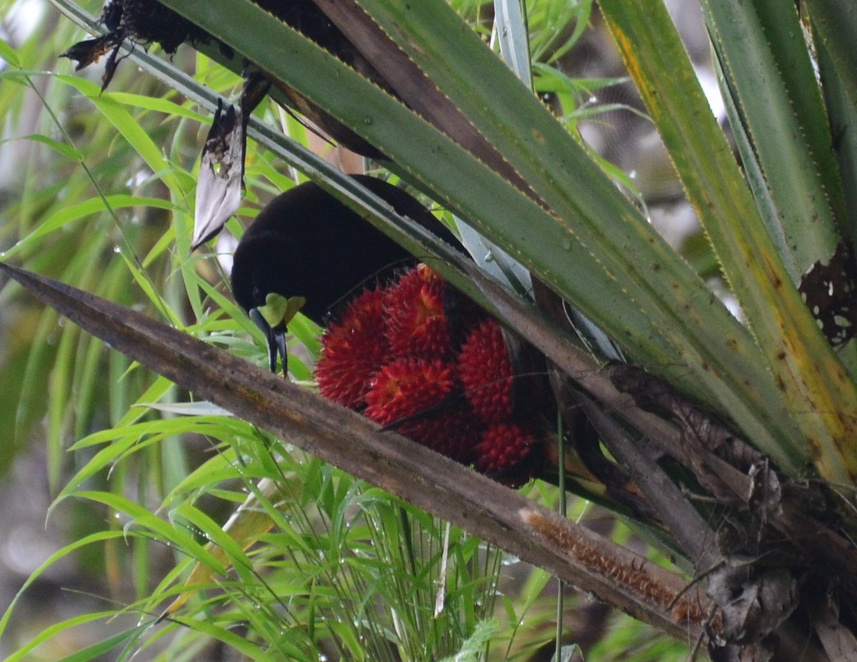 Short-tailed Paradigalla - Robert Vaughan