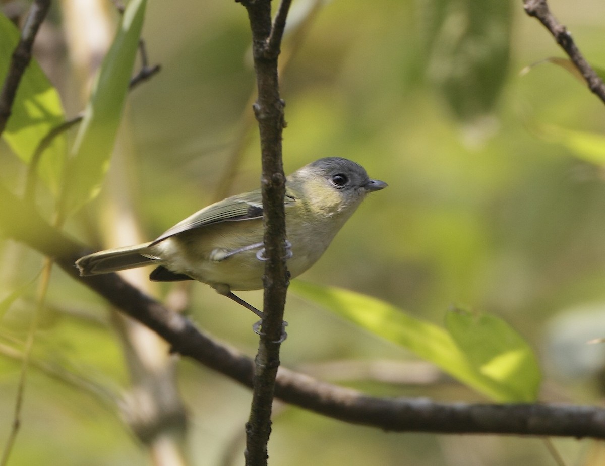 Green Shrike-Babbler (Black-crowned) - ML383518311