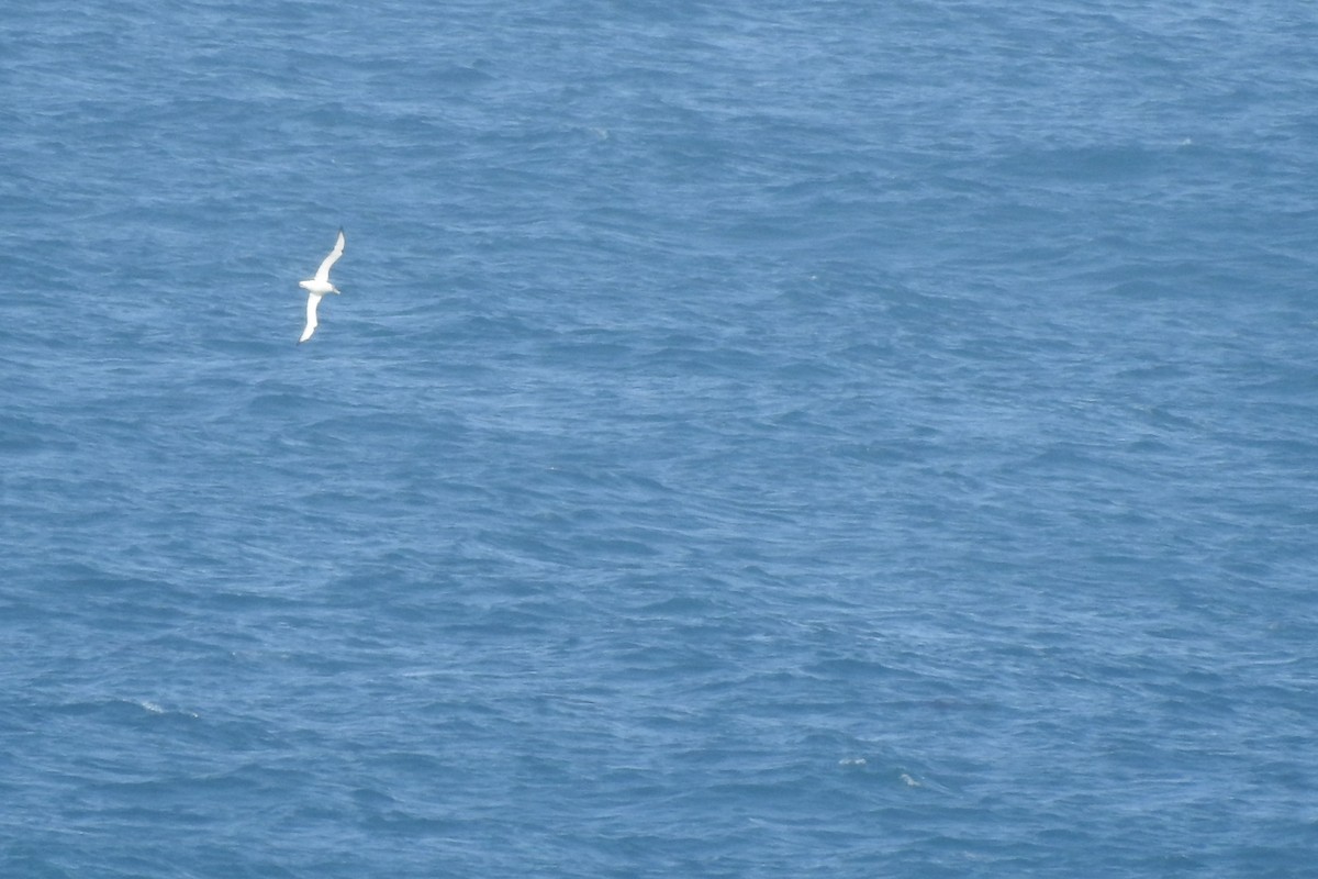 White-capped/Salvin's/Chatham Albatross - ML383521001