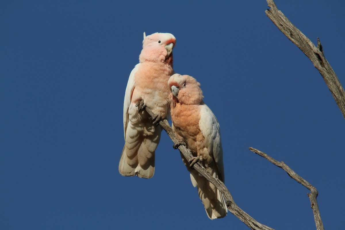 Pink Cockatoo - Colin Mulvogue