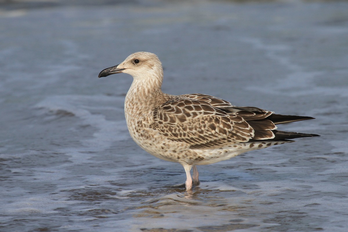 Lesser Black-backed Gull (Steppe) - Tommy Pedersen