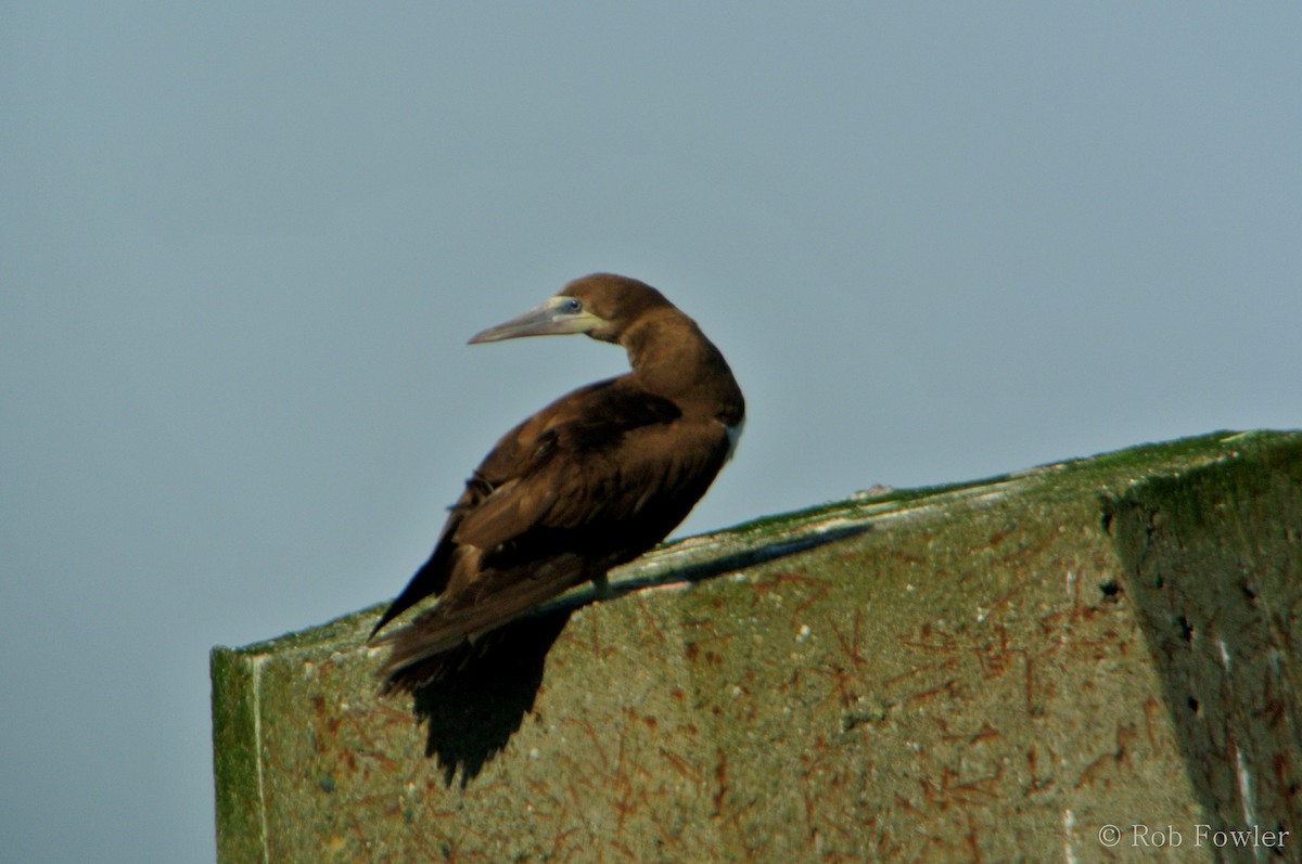 Brown Booby - Rob Fowler
