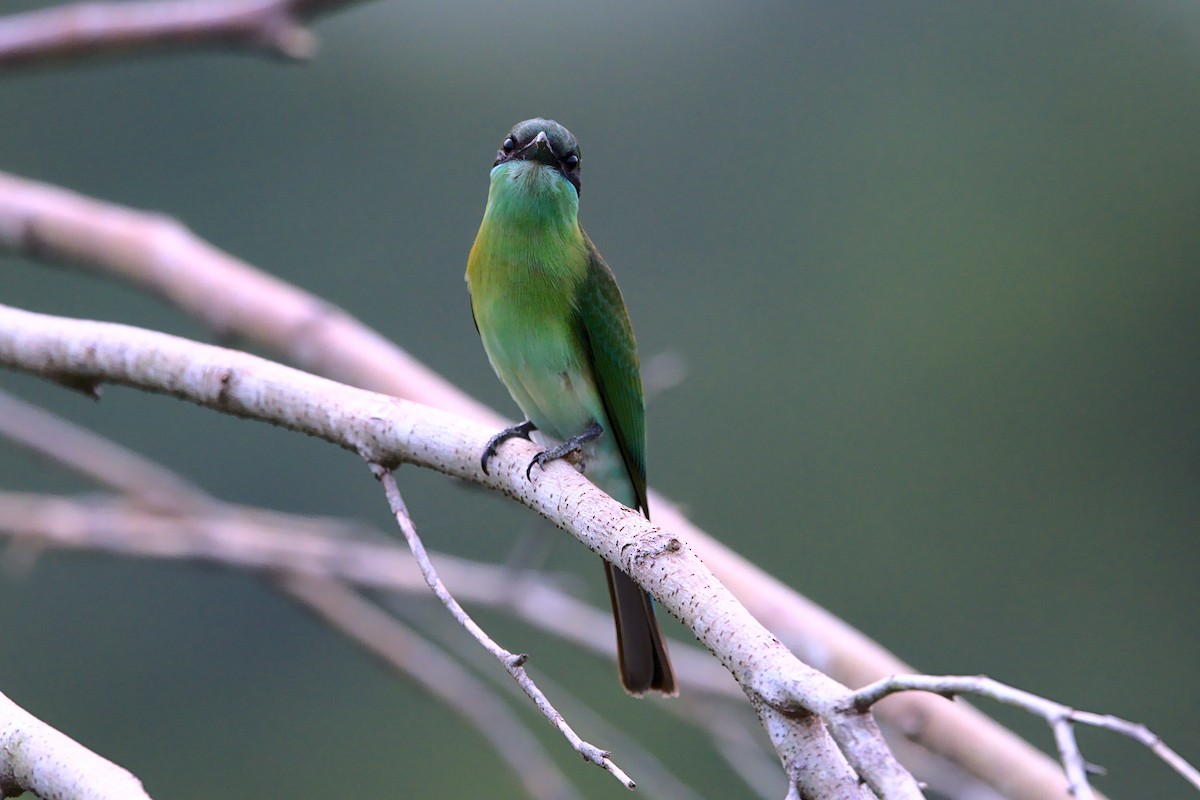 Blue-throated Bee-eater - VINODKUMAR SARANATHAN
