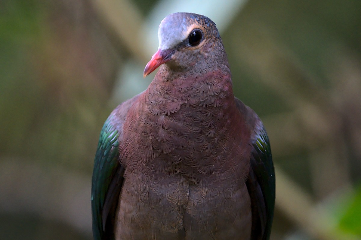 Asian Emerald Dove - VINODKUMAR SARANATHAN