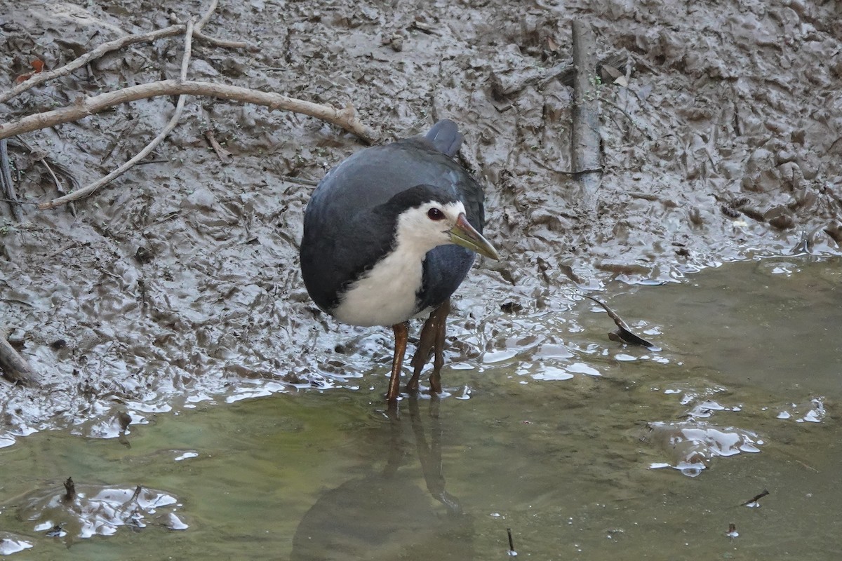 White-breasted Waterhen - Stray Feather
