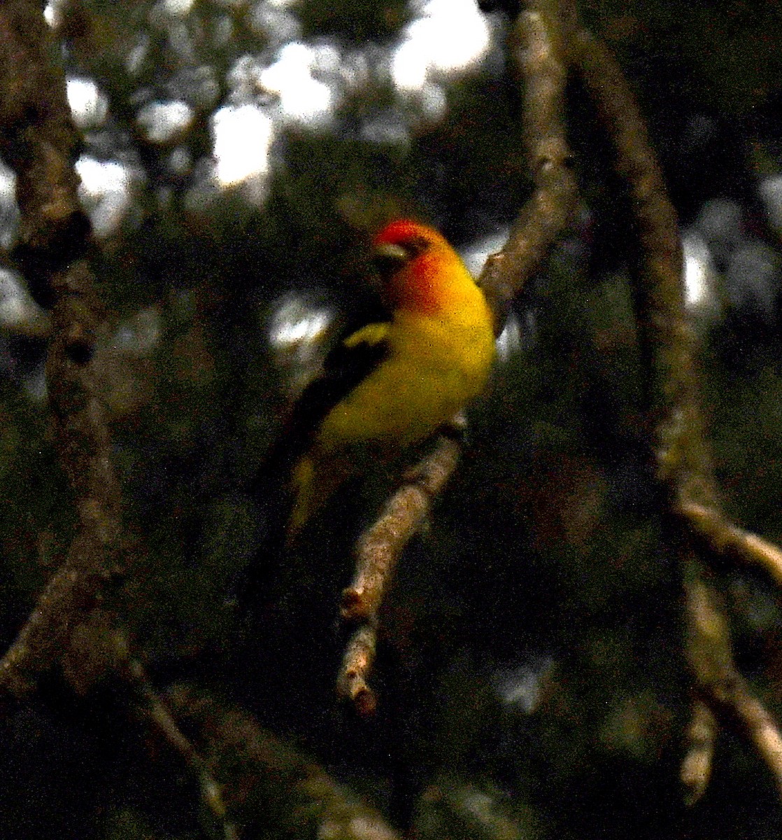 Western Tanager - ML383540221