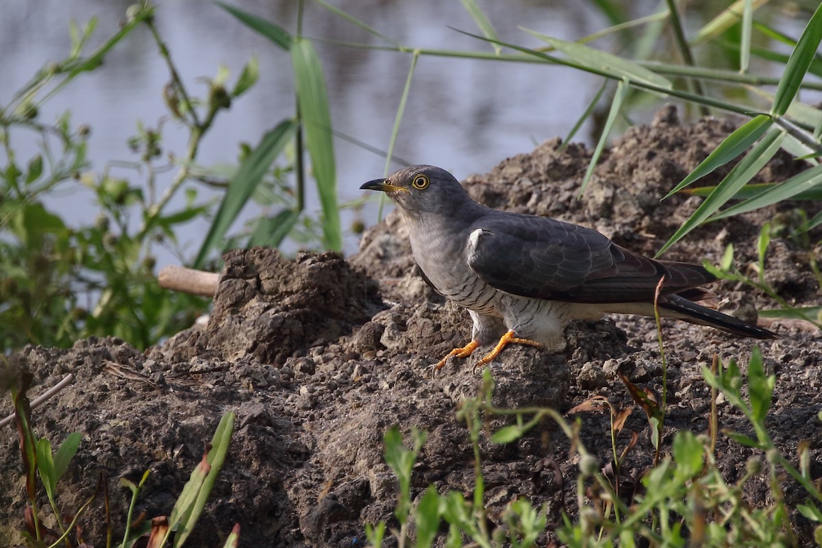 Common Cuckoo - Mukundan Kizhakkemadham
