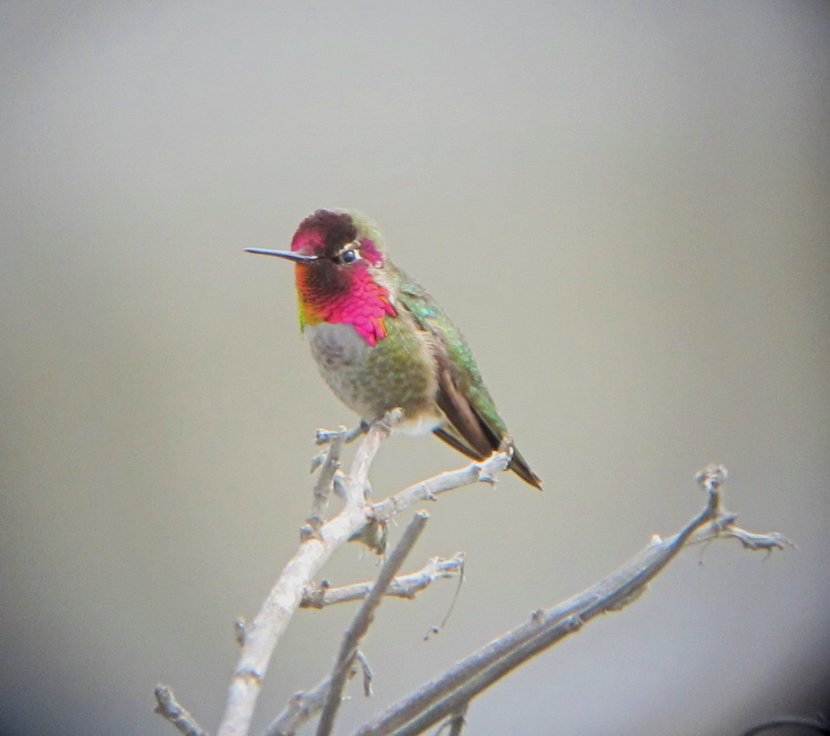 Anna's Hummingbird - ML38354661
