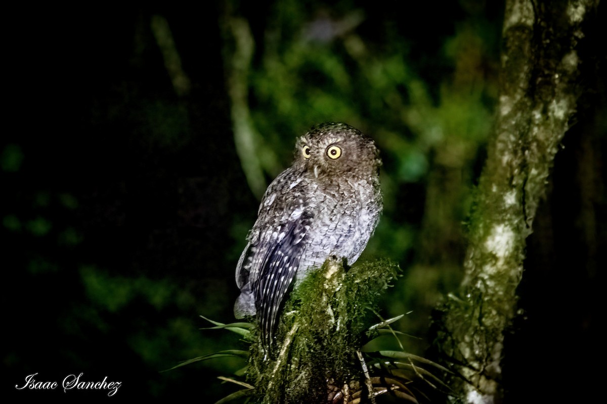 Bare-shanked Screech-Owl - ML383548541