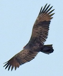 Turkey Vulture - Jordan Rolen