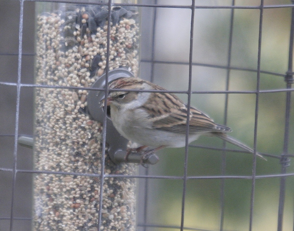 Chipping Sparrow - ML38355031