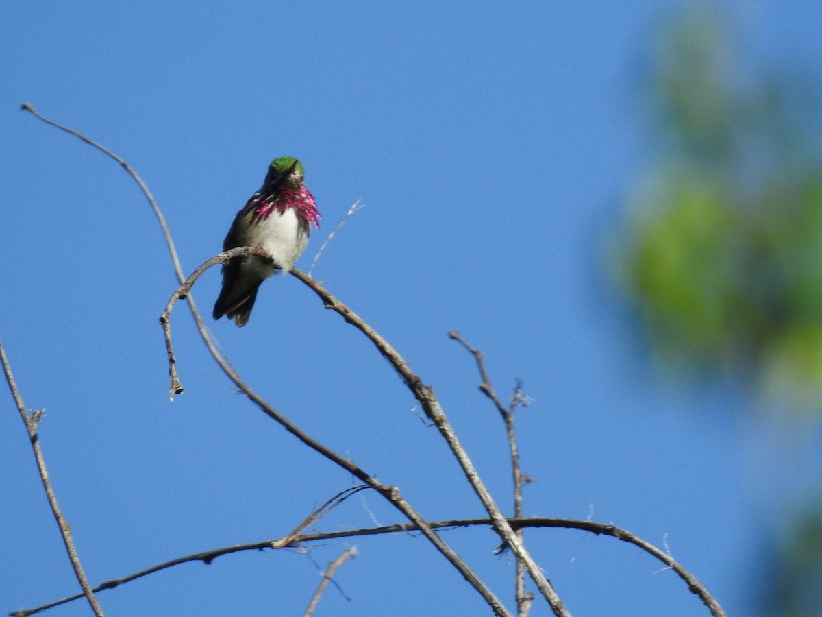 Calliope Hummingbird - ML383550351