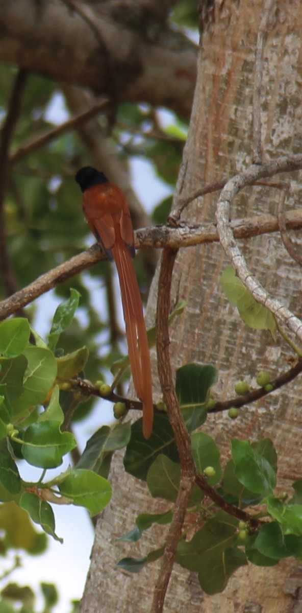 African Paradise-Flycatcher - pamela graber