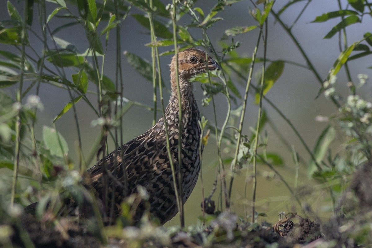 Painted Francolin - ML383556541