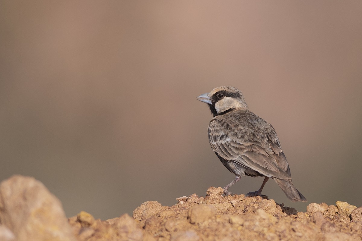 Ashy-crowned Sparrow-Lark - ML383558601