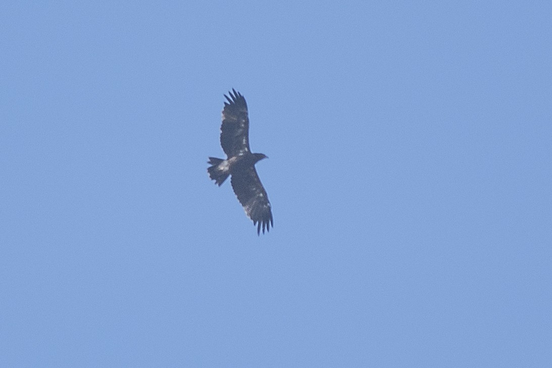 Indian Spotted Eagle - ML383559261