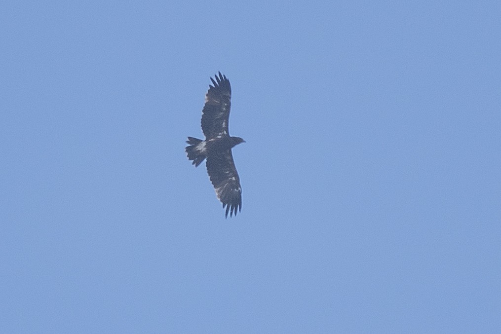Indian Spotted Eagle - ML383559321