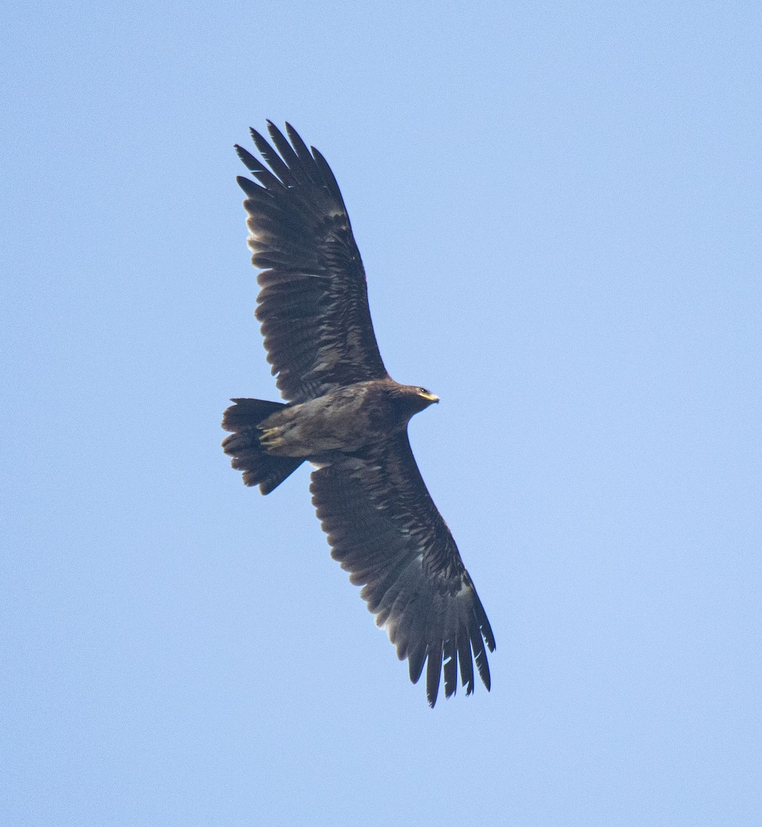 Greater Spotted Eagle - ML383561631