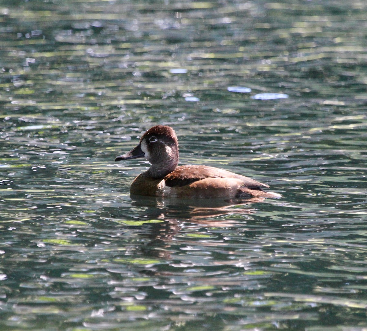 Ring-necked Duck - ML38356281